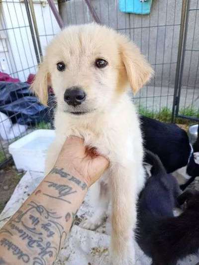 Tierschutzhunde suchen ein Zuhause-Beitrag-Bild