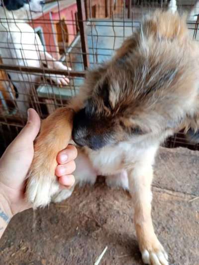 Tierschutzhunde suchen ein Zuhause-Beitrag-Bild