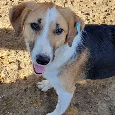 Tierschutzhunde suchen ein Zuhause-Beitrag-Bild