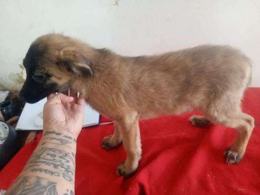 Tierschutzhunde suchen ein Zuhause-Beitrag-Bild