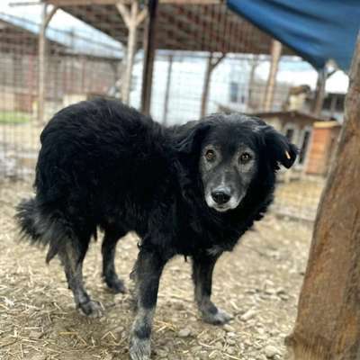 Tierschutzhunde suchen ein Zuhause-Beitrag-Bild