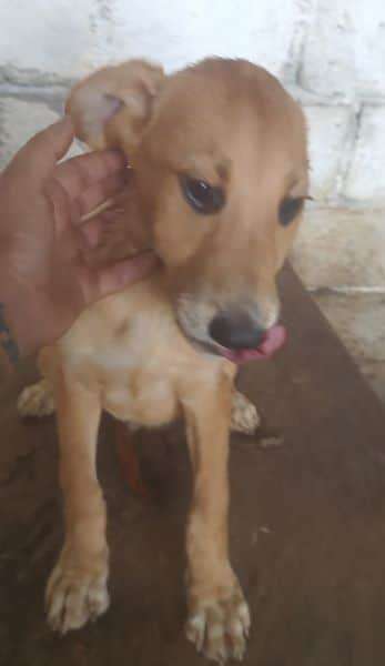 Tierschutzhunde suchen ein Zuhause-Beitrag-Bild