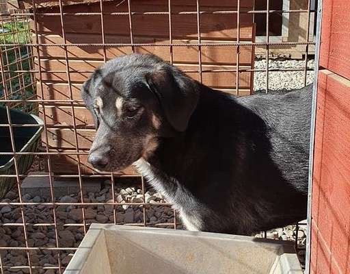 Tierschutzhunde suchen ein Zuhause-Beitrag-Bild