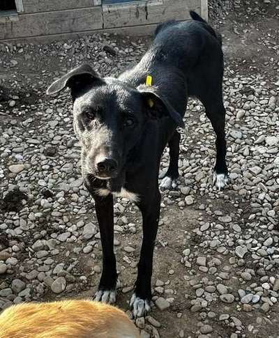 Tierschutzhunde suchen ein Zuhause-Beitrag-Bild