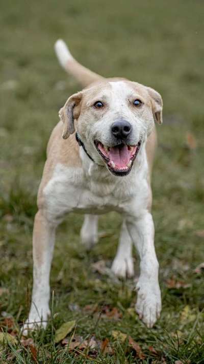 Tierschutzhunde suchen ein Zuhause-Beitrag-Bild