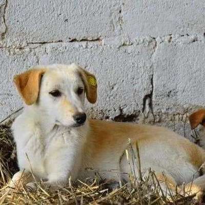 Tierschutzhunde suchen ein Zuhause-Beitrag-Bild