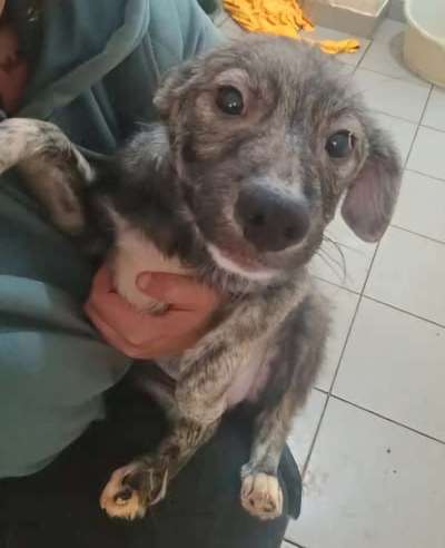 Tierschutzhunde suchen ein Zuhause-Beitrag-Bild