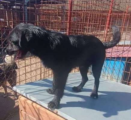 Tierschutzhunde suchen ein Zuhause-Beitrag-Bild