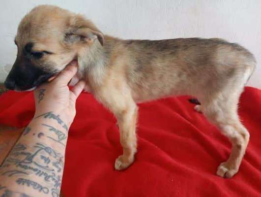 Tierschutzhunde suchen ein Zuhause-Beitrag-Bild