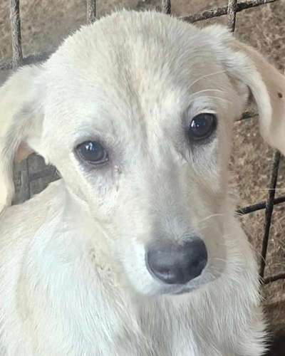 Tierschutzhunde suchen ein Zuhause-Beitrag-Bild