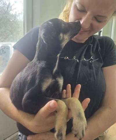 Tierschutzhunde suchen ein Zuhause-Beitrag-Bild