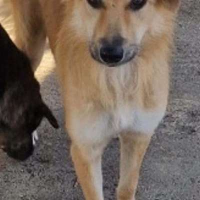 Tierschutzhunde suchen ein Zuhause-Beitrag-Bild