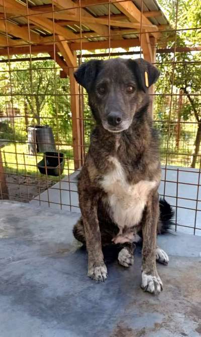 Tierschutzhunde suchen ein Zuhause-Beitrag-Bild