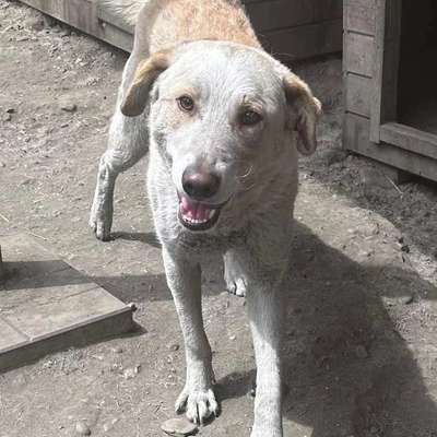 Tierschutzhunde suchen ein Zuhause-Beitrag-Bild