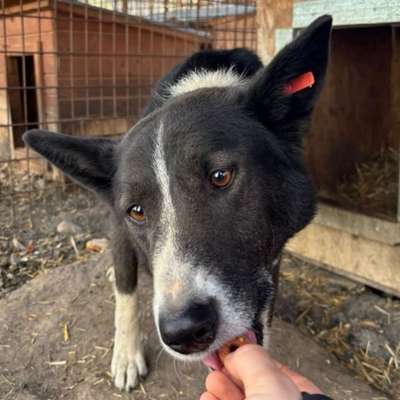 Tierschutzhunde suchen ein Zuhause-Beitrag-Bild