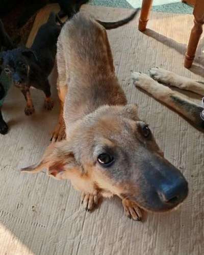 Tierschutzhunde suchen ein Zuhause-Beitrag-Bild