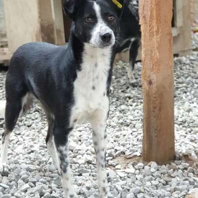 Tierschutzhunde suchen ein Zuhause-Beitrag-Bild