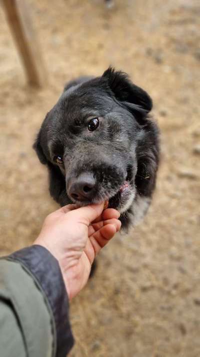 Tierschutzhunde suchen ein Zuhause-Beitrag-Bild