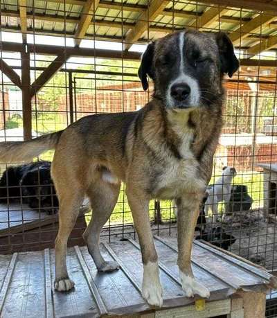 Tierschutzhunde suchen ein Zuhause-Beitrag-Bild