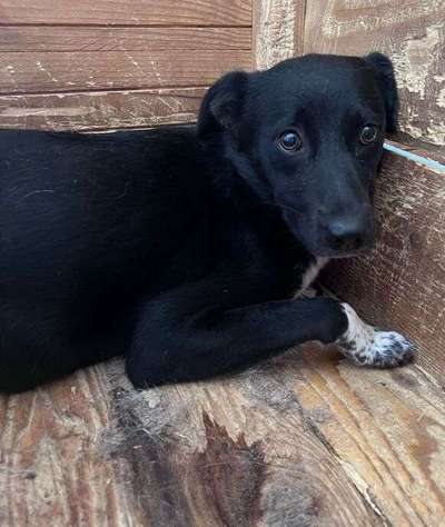 Tierschutzhunde suchen ein Zuhause-Beitrag-Bild