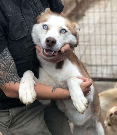 Tierschutzhunde suchen ein Zuhause-Beitrag-Bild
