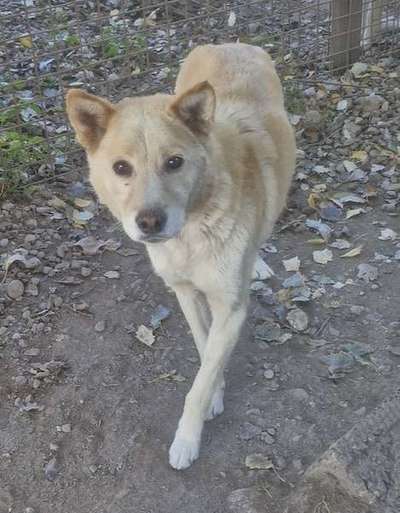 Tierschutzhunde suchen ein Zuhause-Beitrag-Bild