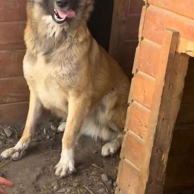 Tierschutzhunde suchen ein Zuhause-Beitrag-Bild