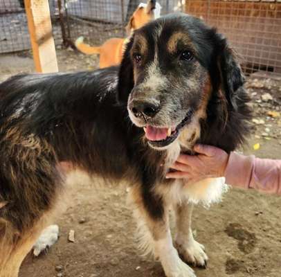 Tierschutzhunde suchen ein Zuhause-Beitrag-Bild