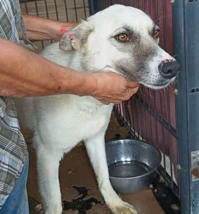 Tierschutzhunde suchen ein Zuhause-Beitrag-Bild