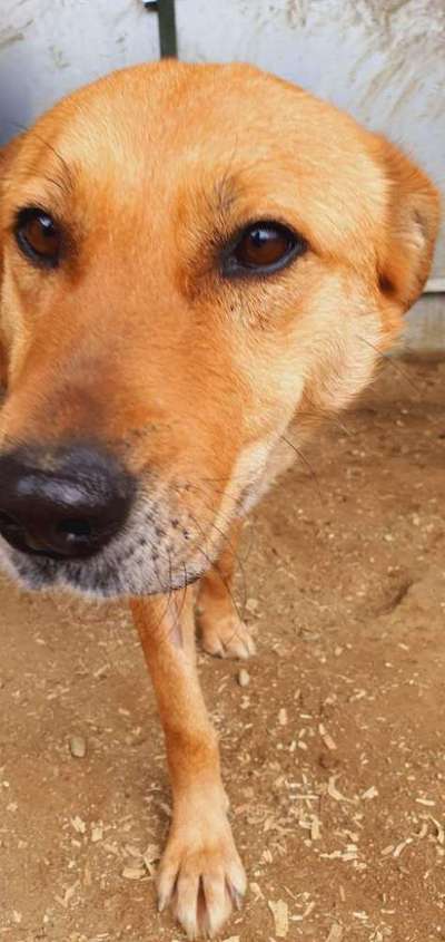 Tierschutzhunde suchen ein Zuhause-Beitrag-Bild