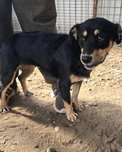 Tierschutzhunde suchen ein Zuhause-Beitrag-Bild