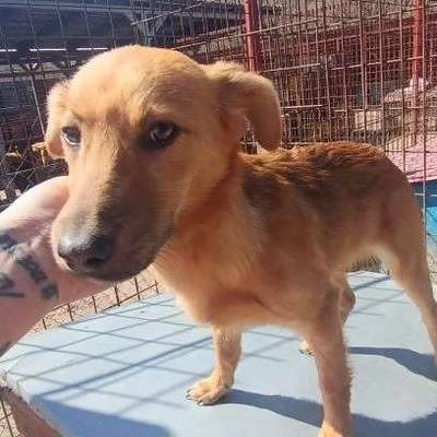 Tierschutzhunde suchen ein Zuhause-Beitrag-Bild