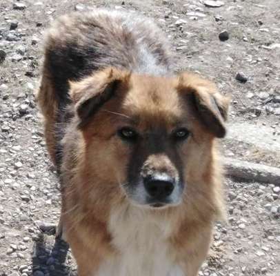 Tierschutzhunde suchen ein Zuhause-Beitrag-Bild