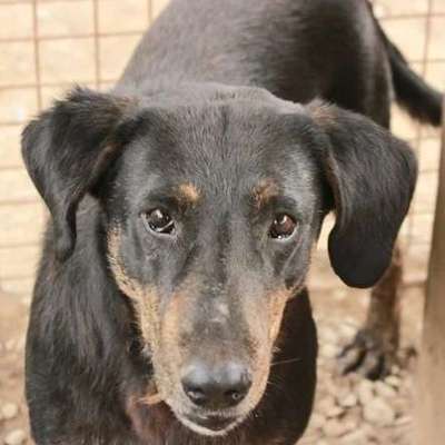 Tierschutzhunde suchen ein Zuhause-Beitrag-Bild