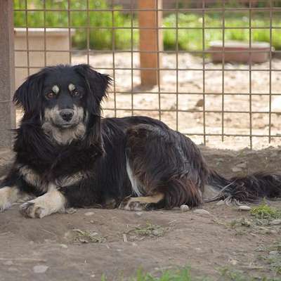 Tierschutzhunde suchen ein Zuhause-Beitrag-Bild