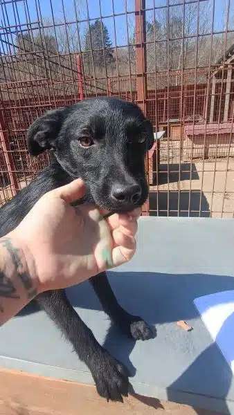 Tierschutzhunde suchen ein Zuhause-Beitrag-Bild