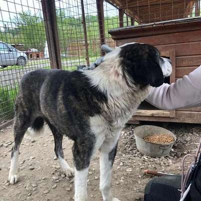 Tierschutzhunde suchen ein Zuhause-Beitrag-Bild