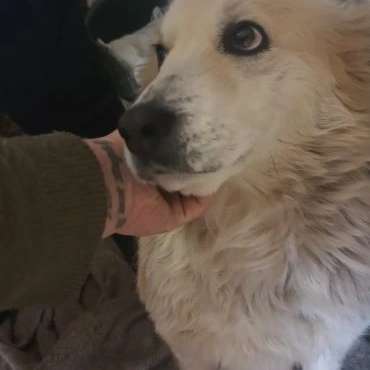 Tierschutzhunde suchen ein Zuhause-Beitrag-Bild