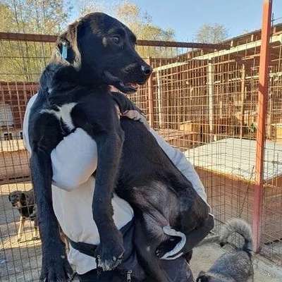 Tierschutzhunde suchen ein Zuhause-Beitrag-Bild