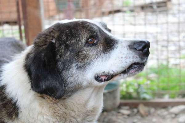 Tierschutzhunde suchen ein Zuhause-Beitrag-Bild