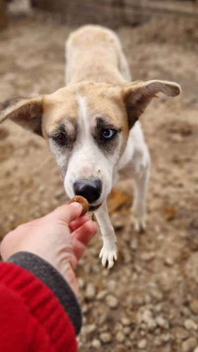 Tierschutzhunde suchen ein Zuhause-Beitrag-Bild