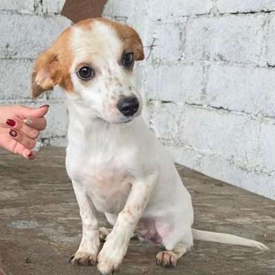 Tierschutzhunde suchen ein Zuhause-Beitrag-Bild