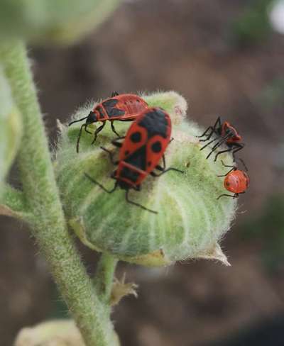 Wer kennt dieses Tier?-Beitrag-Bild