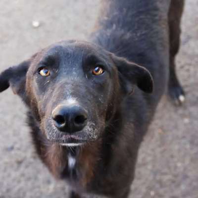 Tierschutzhunde suchen ein Zuhause-Beitrag-Bild