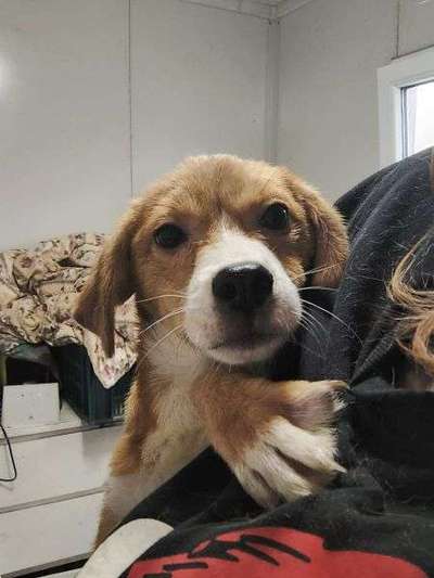 Tierschutzhunde suchen ein Zuhause-Beitrag-Bild