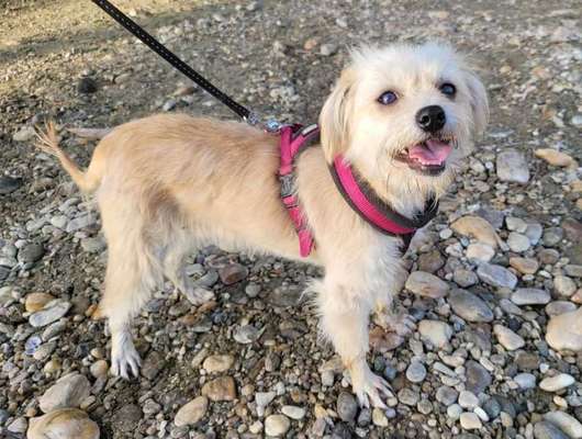 Tierschutzhunde suchen ein Zuhause-Beitrag-Bild