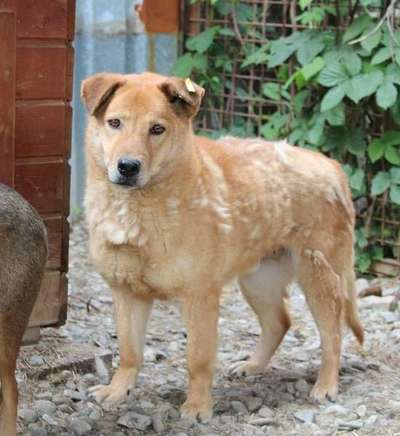 Tierschutzhunde suchen ein Zuhause-Beitrag-Bild
