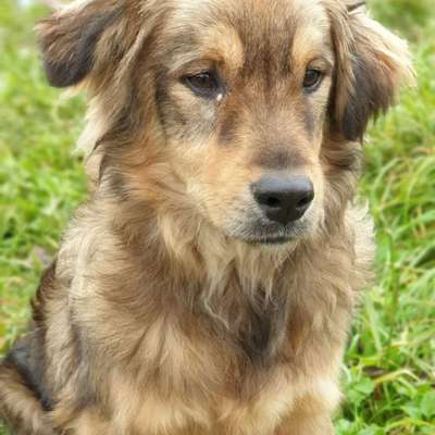 Tierschutzhunde suchen ein Zuhause-Beitrag-Bild