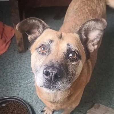 Tierschutzhunde suchen ein Zuhause-Beitrag-Bild