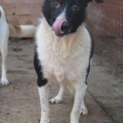 Tierschutzhunde suchen ein Zuhause-Beitrag-Bild